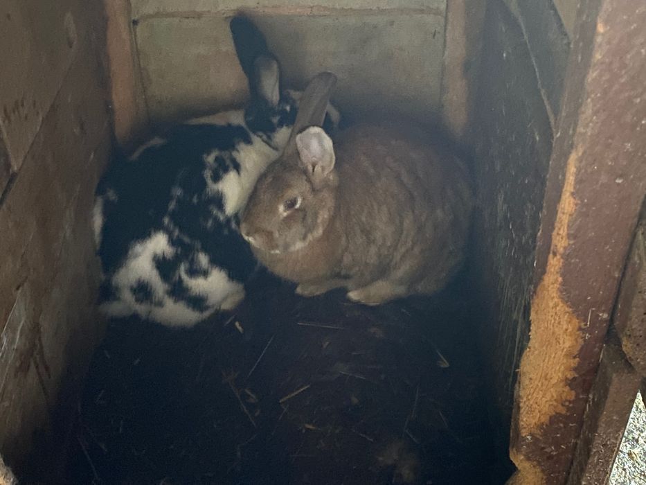 Свободни зайци за продажба