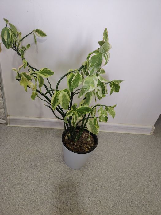 Педилантус двухлетний