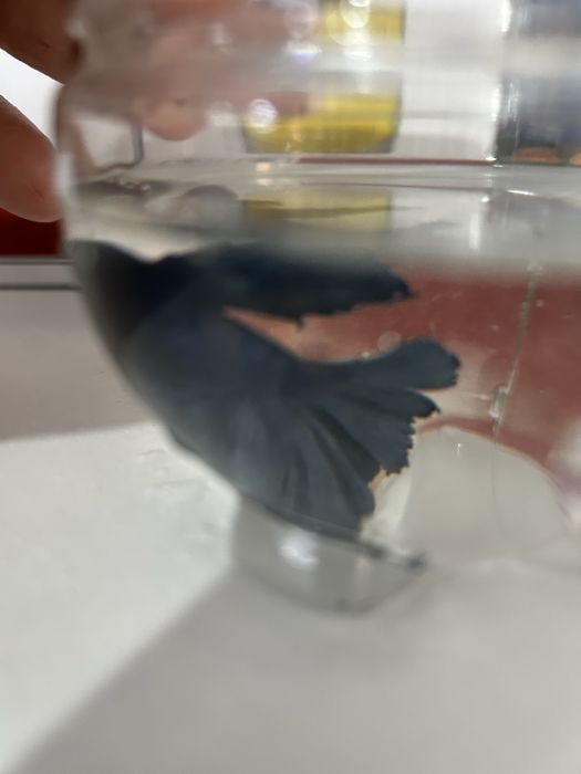 Перушок Рыбка аквариумная