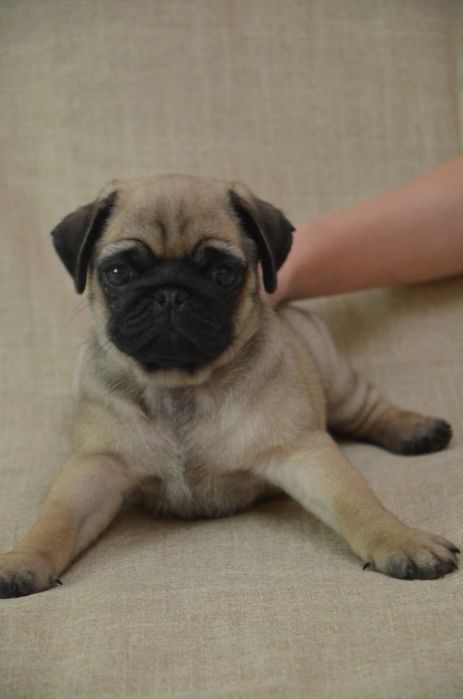 Продам шикарных щенков мопса