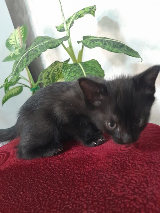 Котёнок девочка в добрые руки