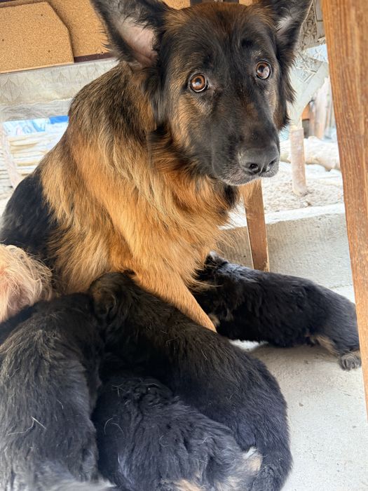 Продаются щенки нем авчарки