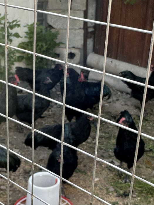 Продам кур , молодняк.