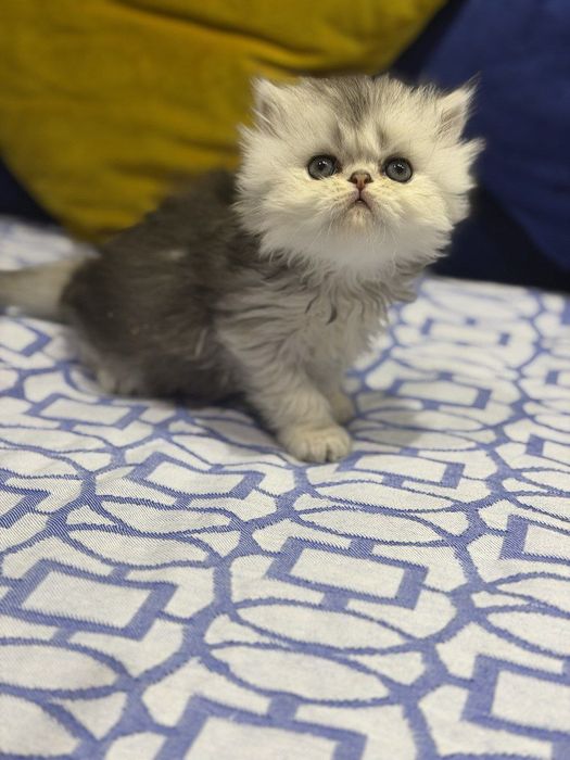 Британские серебристые шиншиллы