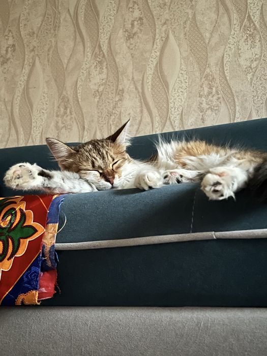 Отдам кошку бесплатно