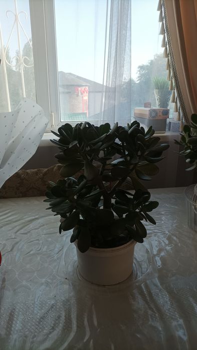 Денежное дерево /цветок