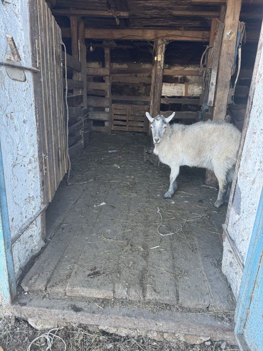 Продается Козы Козел козленок