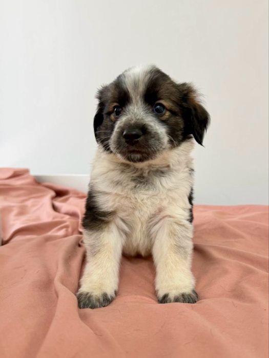 Щенки в добрые руки