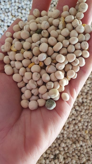 Mazăre  furajeră de vânzare