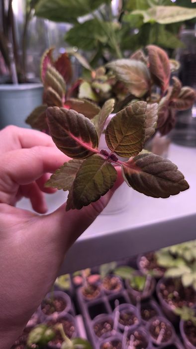 Черенки сортового колеуса