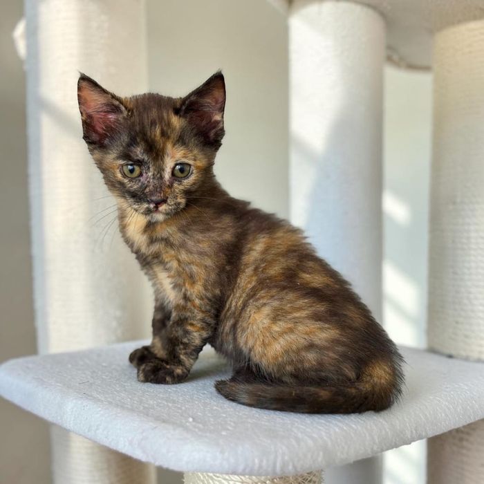 Отдам в семью котенка-девочку