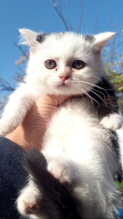 Porno model Eva Anxelni onlayn tomosha qiling