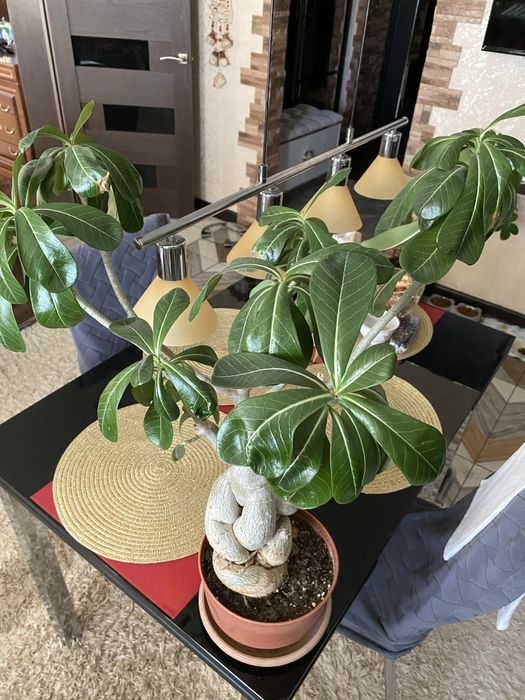 Адениум цветы 10000