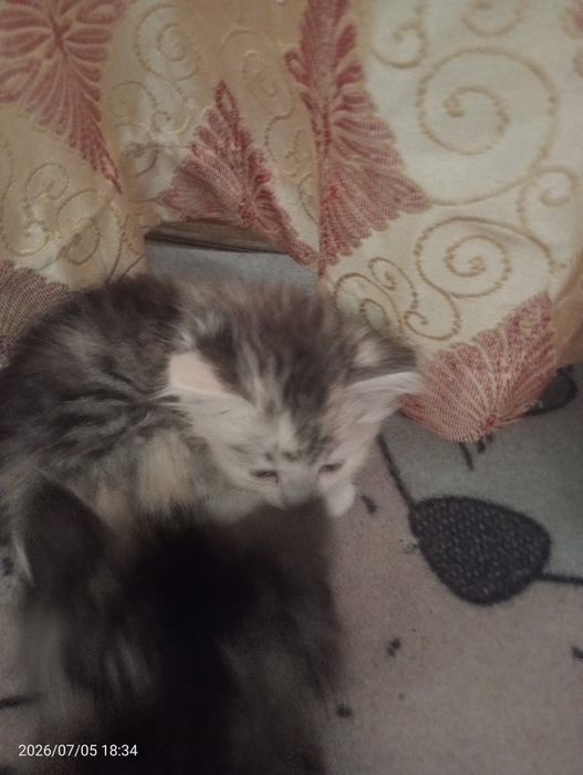 Отдам даром котят