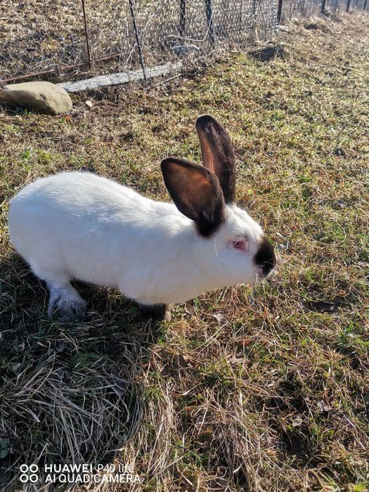 Vând iepuri de la 2 la 5 luni