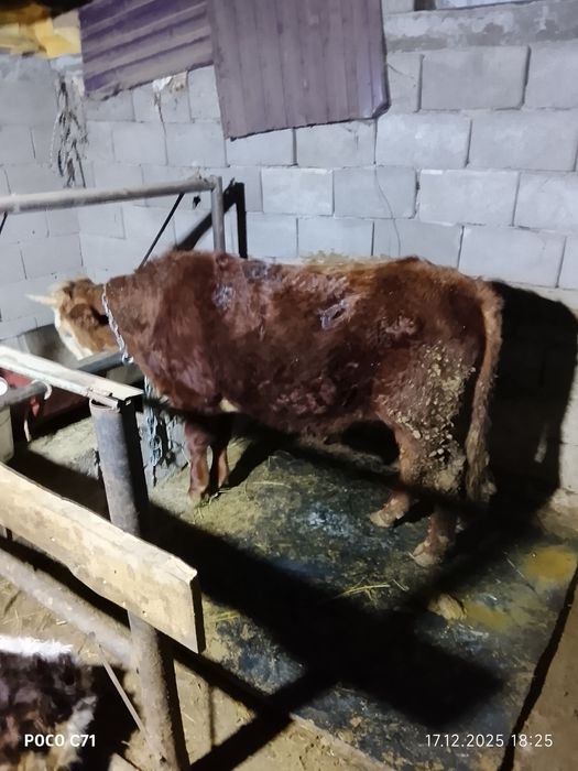 1жас екі ай  бұқа сатылады