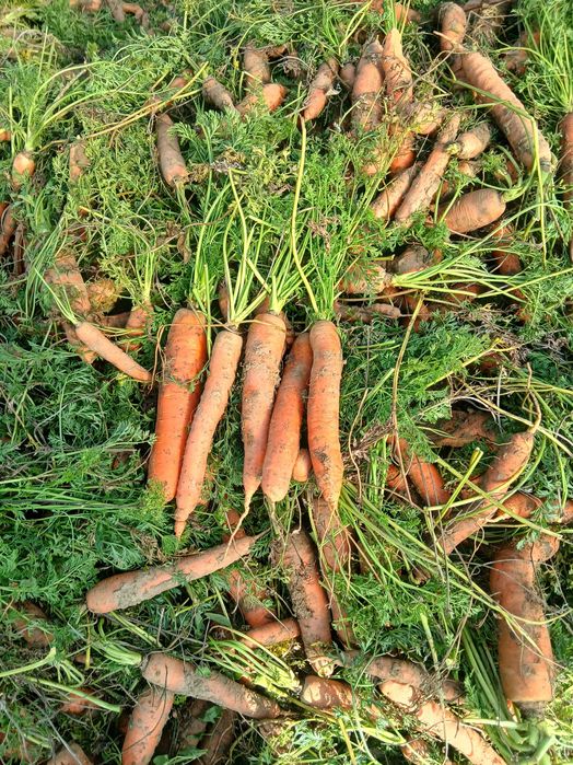 Morcov si țelină de vanzare