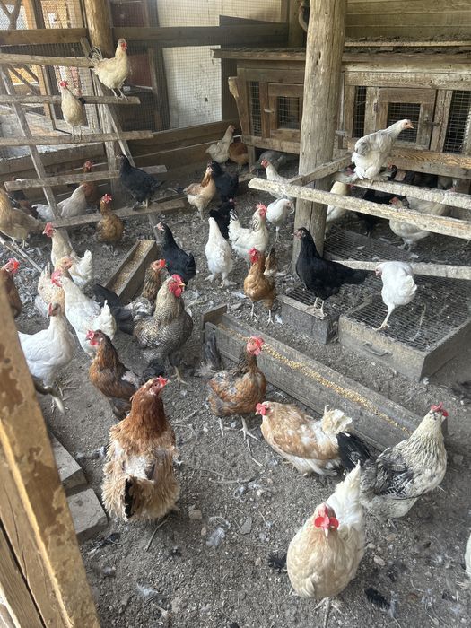 Продам кур домашних