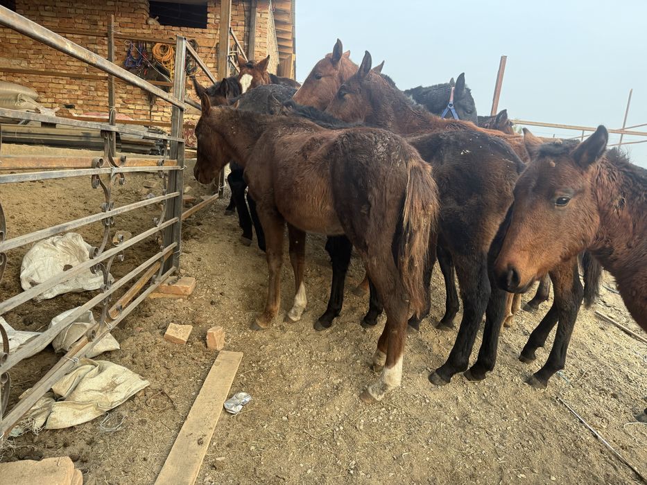 Продам жеребя тай