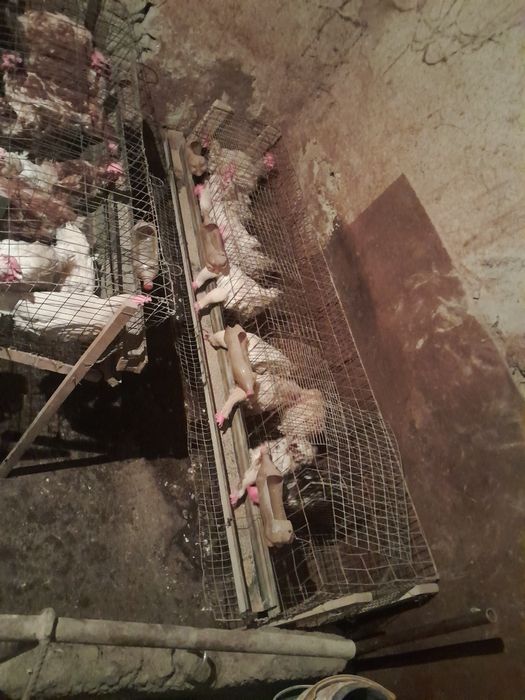 Sendi tovuqlari sotiladi