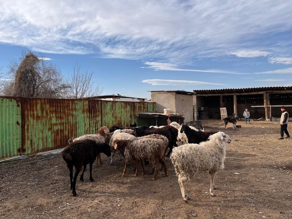 Қошқарлар сатылады