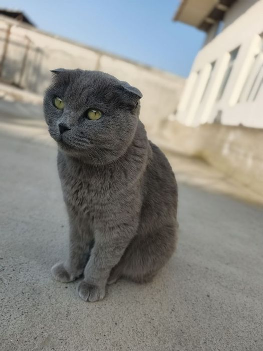 Мушук сотилади тоза уй мушуги