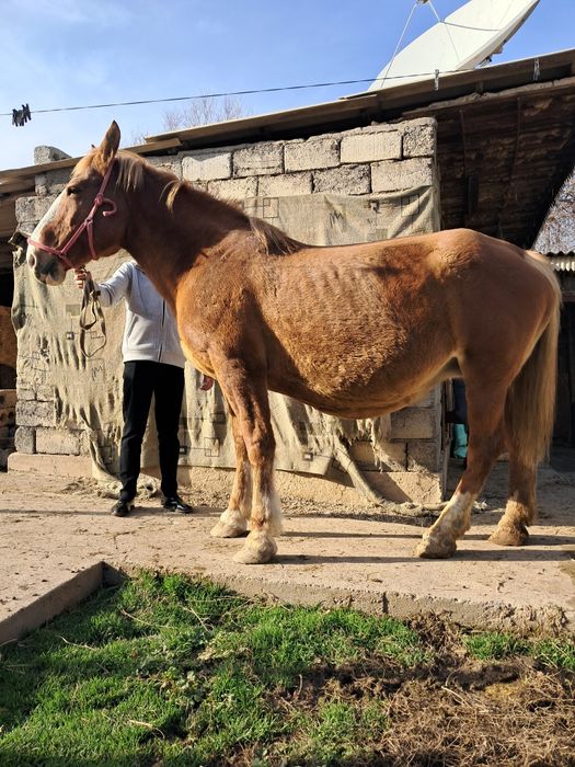Буаз бие сатылады