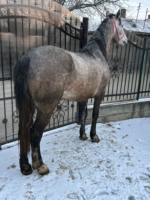 Armasar lipitan 8 ani