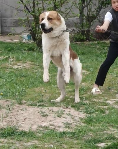 Продается собака Алабай