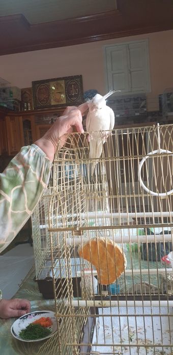 Папугай ручной дубайский