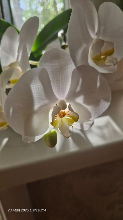 Орхидея фаленопсис