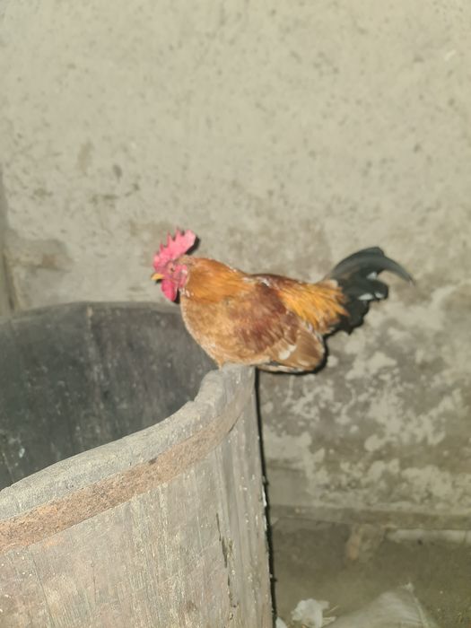 Cocoși pitici de vanzare