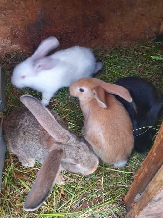 Vând iepuri de 2,5 luni