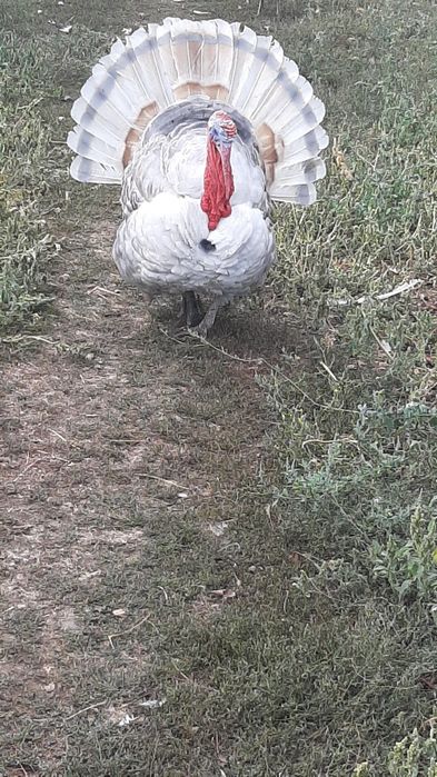 Curcan de vanzare