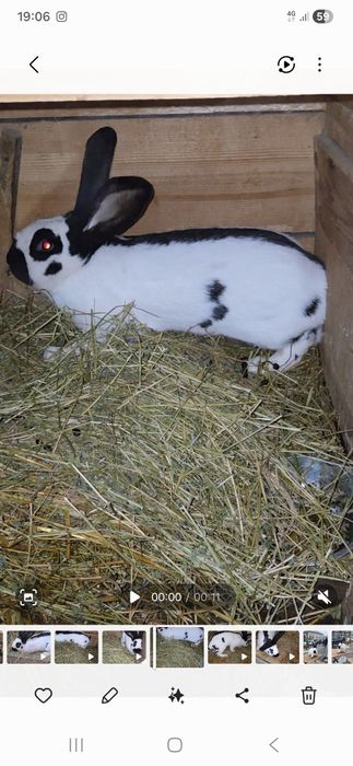 Mascul fluture german