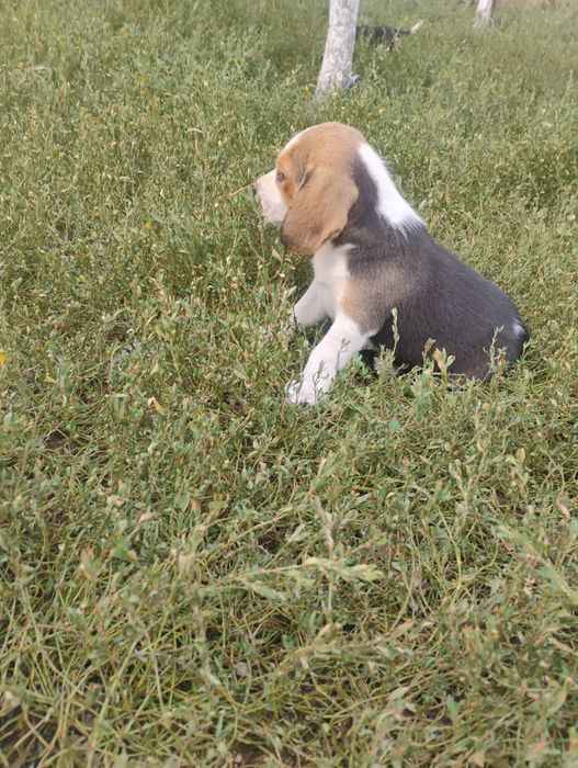 Cățel beagle rasa pura