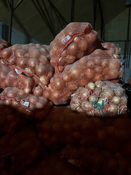 Лук репчатый качество хороший