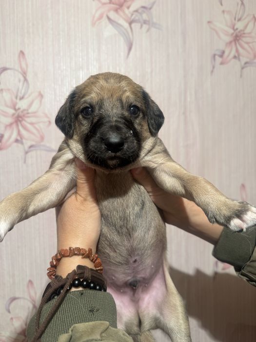 Продам щенков тазы