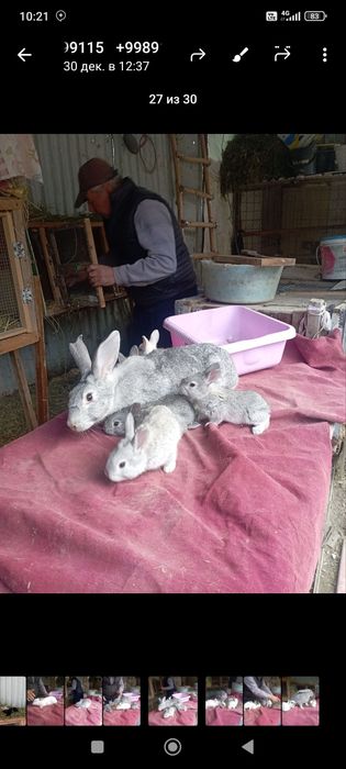 Куёнлар сотилади