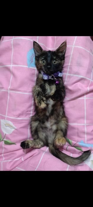 Отдам котят даром в хорошие руки