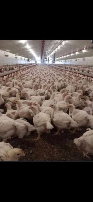 Pui de carne și rasa mixta