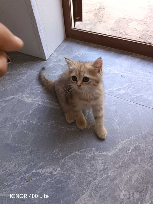 Ug'il qiz  fold va shinshila