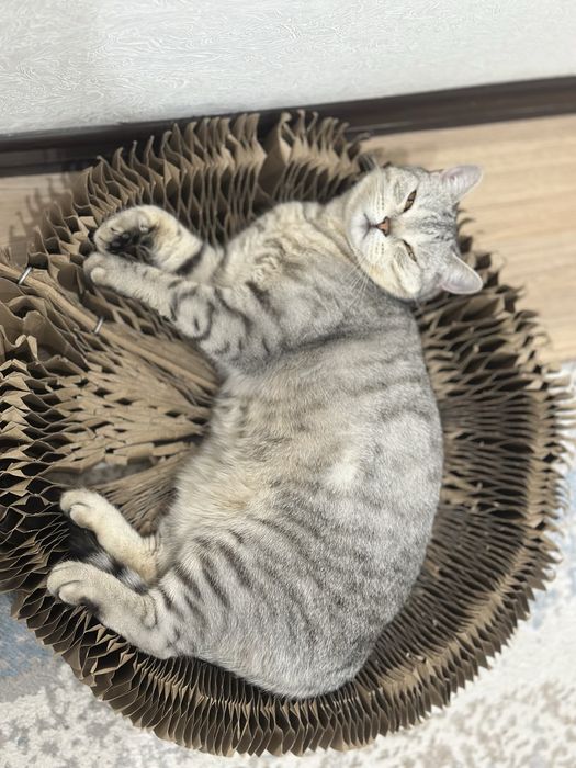 кошка Шотландка, бесплатно