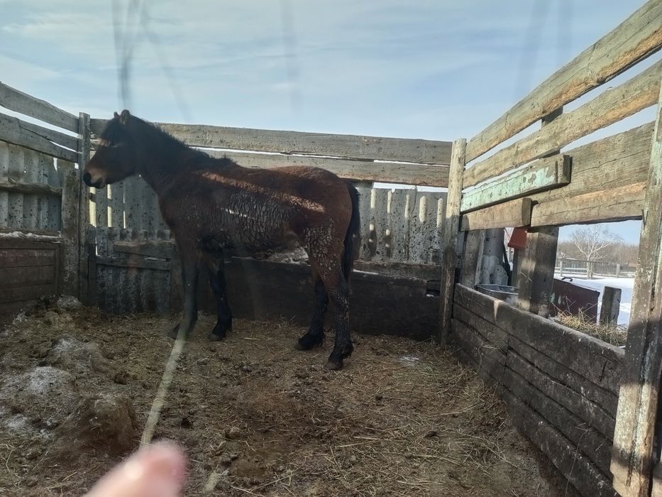 Жылқы еті дәмді табиғи