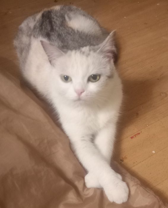 Отдам в надёжные руки