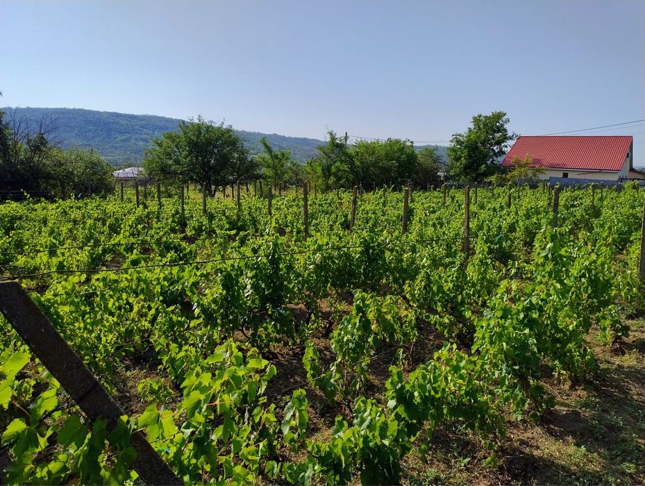 Vand loc de casa Tg. Bujor 1860mp