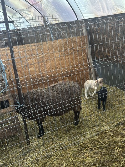 Vand 11 oi bune de tinut cu miei langa ele