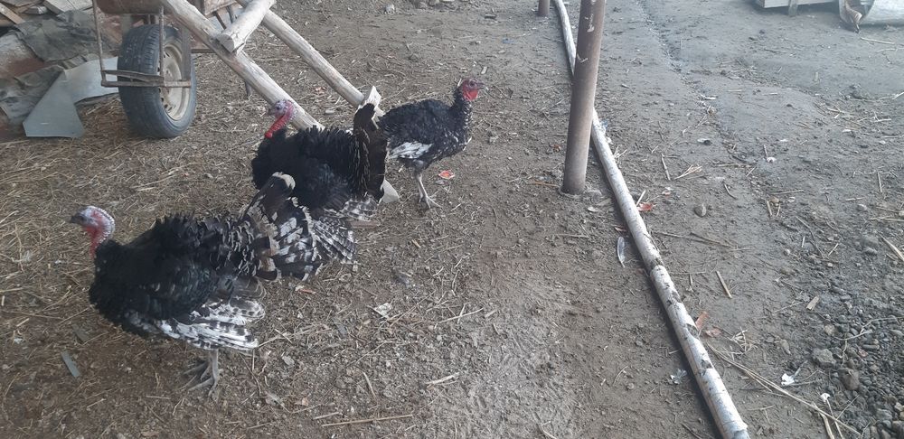 3 ta nar kurka sotiladi