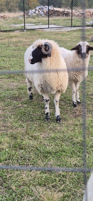 Vând berbecuț fătat din martie