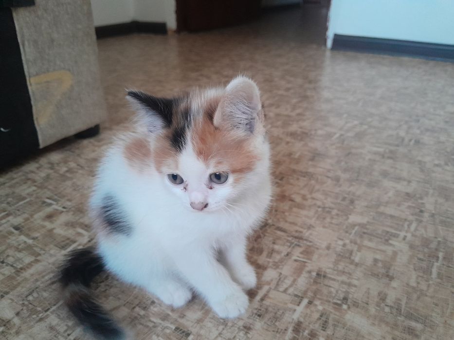 Отдам в хорошие руки